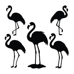 Obraz premium Black and white silhouette of five flamingo birds in various poses. Silhouette of flamingos against a white background.