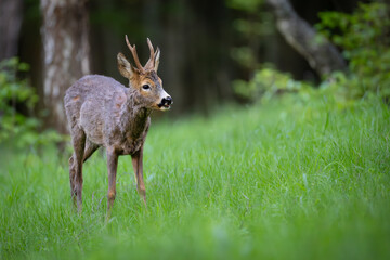 Young roe deer standing alert in green meadow, looking directly at camera. Natural wildlife scene with blurred forest background.