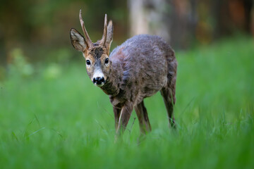 Young roe deer standing alert in green meadow, looking directly at camera. Natural wildlife scene with blurred forest background.