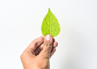Close up view of one green leaf holding by male hand isolated on a white background. Reduce CO2...