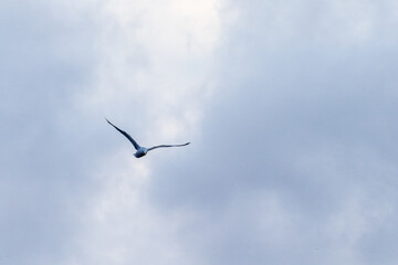 Obraz premium Telephoto of a kelp gull - Larus dominicanus- flying in front of glacial Antarctic mountains. Antarctic peninsula near near cuverville island.