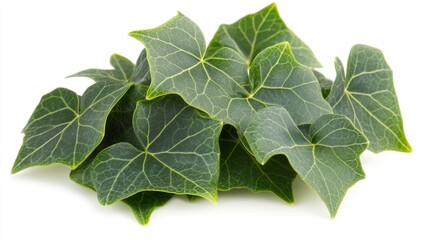 Close-up of vibrant green ivy leaves clustered together, isolated on a white background