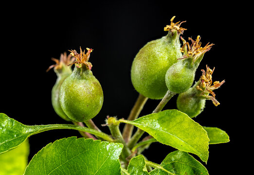 Apple Fruitlets on a Branch Against Black