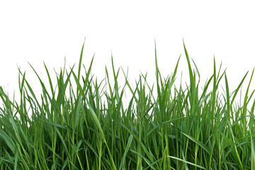 Fototapeta premium Fresh green grass field isolated cutout png image, perfect for spring and summer designs, realistic grass texture, isolated on transparent background