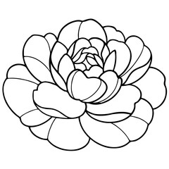 vector illustration of peony flower