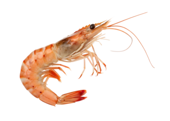 Cooked shrimp isolated on transparent background, ready to eat and delicious