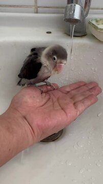 Agaporni o Lovebird Personata DD, albino 