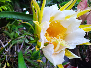 yellow and white iris flowers