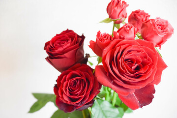 赤い薔薇