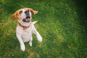 Energetic beagle with mouth open jumps excitedly on green grass, gazing upward in anticipation