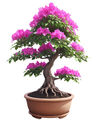 Naklejka premium Bougenville bonsai