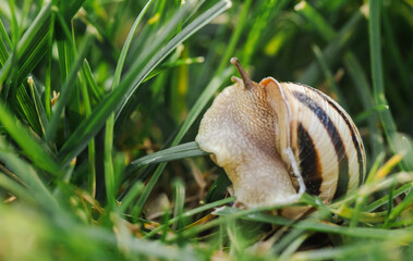 Snail with a glossy striped shell crawling slowly through thick green grass in a detailed side view...