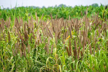fields of pearl millets (bajra). processing farm. lovely view of millet stalks. millet or sorghum plant views in a farmland, cultivation pearls millet fields