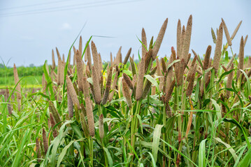 fields of pearl millets (bajra). processing farm. lovely view of millet stalks. millet or sorghum plant views in a farmland, cultivation pearls millet fields