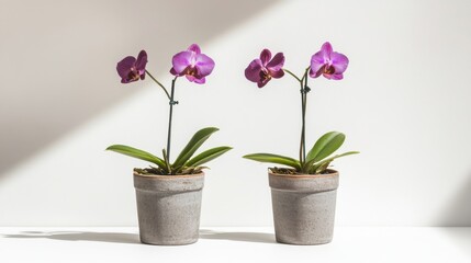 Two orchids growing from same pot with soft shadows on bright white background