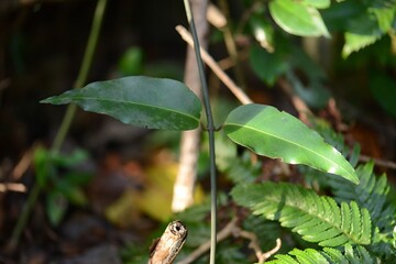 Potalia japonica flowers and fruits - Korean medicinal plant