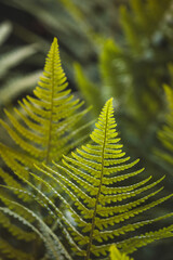 Green leaves on a blurred background on a sunny June day in the countryside. Blurred background, close-up of a plant.