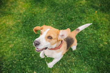 Playful beagle with ears flapping and mouth open eagerly looks up while jumping on green lawn,...