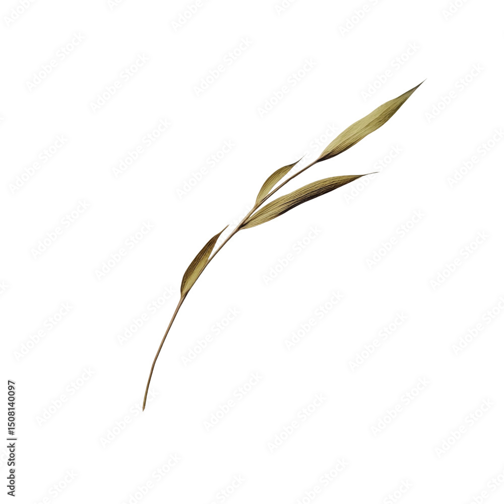 Poster delicate dried leaf with slender, elongated shape and subtle color variations, perfect for natural d