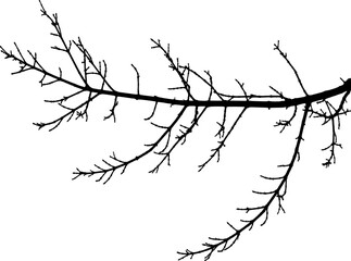 Vector illustration of natural oak branch