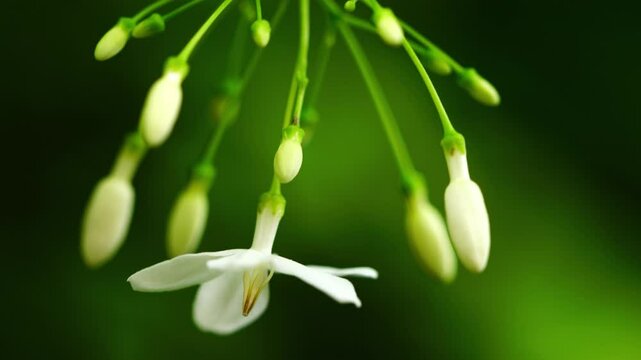 Blooming Water jasmine flowers or Wrightia religiosa hanging in a tree moving in the wind.