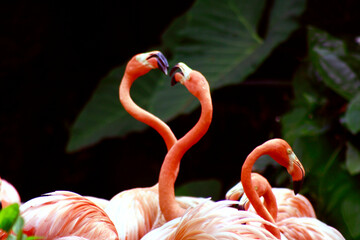 flamingo in the zoo