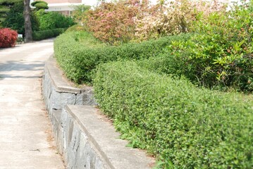 Serissa japonica hedge with small white flowers and shiny green leaves. A popular ornamental shrub often used for Korean garden landscaping.