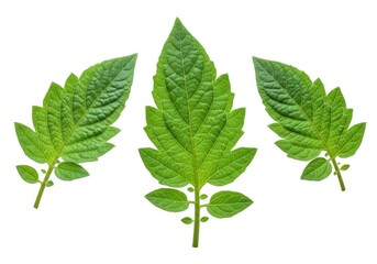 Three vibrant green tomato plant leaves isolated on white