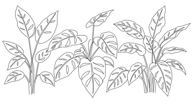 Elegant Line Art Drawing of Tropical Plants Philodendron and Caladium Leaves Botanical Illustration