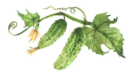 Cucumber plant with green vegetables, yellow flower, green leaf, tendril and bud on vine. Fresh green vegetables ripening. Hand drawn watercolor farming label, garden seeds. Isolated from background