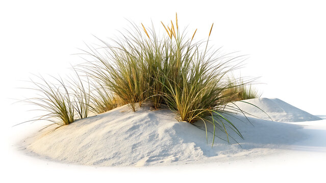 Serene coastal dunes with lush green sea grass growing on white sand with bright daylight.