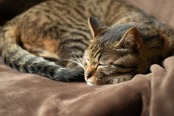 猫イメージ