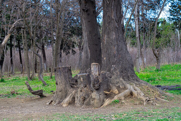 Obraz premium Two tree trunks with a common root system above the ground. Nearby are stumps of felled trees. Green spring grass. Bushes and trees in the background