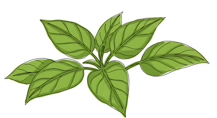 Fototapeta premium Lush Green Basil Leaves Fresh Herb Sprig Illustration Culinary and Herbal Ingredient