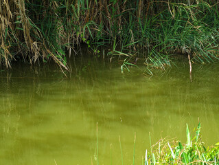Tranquil murky green water channel, waterbird, dense reeds vegetation in Albufera natural park, El...