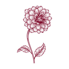 Hand Drawn Dahlia Flower. Dahlia Flower Line Art Engraving Illustration