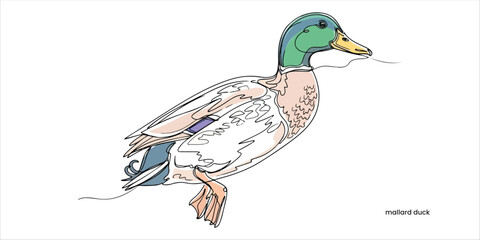 mallard duck continuous single line art drawing sketch on white background