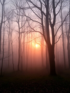 Soft fog veils centuries old woods, sunrise warms the air, serene, woodland