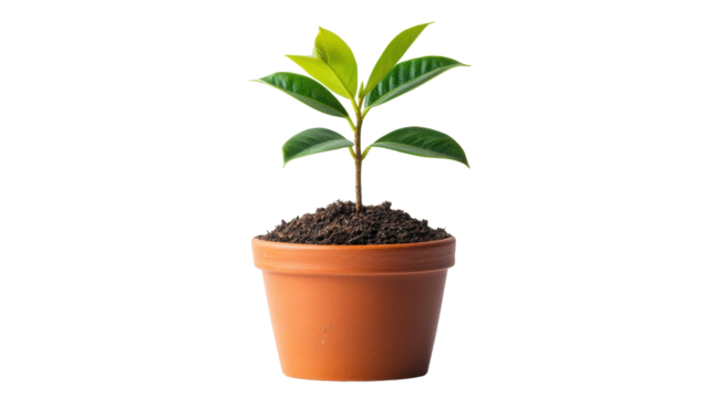 A small, vibrant green plant with glossy leaves sprouts from dark soil in a terracotta pot against a black background - Powered by Adobe