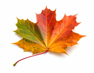 Autumn Maple Leaf Vibrant Fall Colors Isolated on White