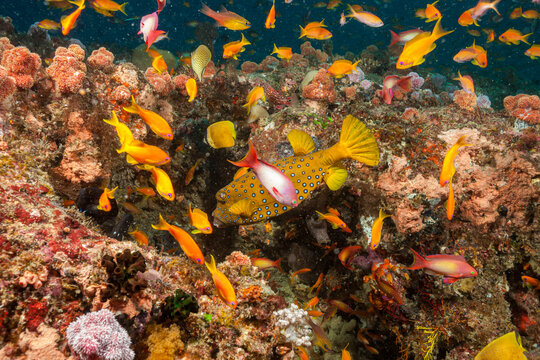 Mozambique, Inhambane, Vilankulo, A Boxfish among Sea Goldie, Lyretail Anthias, Scalefin Anthias (Pseudanthias squamipinnis)