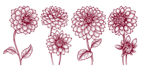 Set of Hand Drawn Dahlia Flower. Dahlia Flower Line Art Engraving Illustration Collection