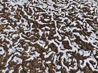 Lawn eaten by mice in early spring. Background of dry grass and snow in mouse paths on the ground.