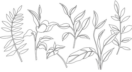 Fototapeta premium Elegant Line Art Botanical Illustrations Leaves Branches Foliage Collection
