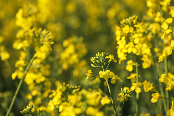 Rapeseed flower close-up. Yellow rapeseed blooming in the field. Cultivation of agricultural crops