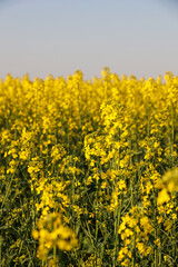 Rapeseed field. Growing agricultural crop. Yellow flowers blooming in the countryside