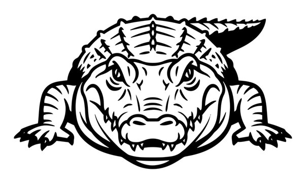 alligator head front view vector illustration