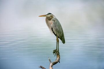 Great Blue Heron Closeup 