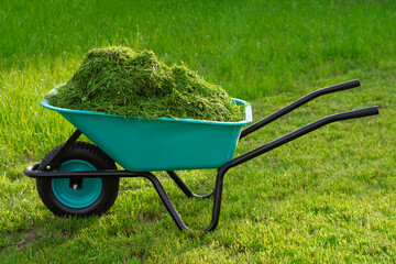 A blue wheelbarrow filled with freshly cut grass stands on the lawn. Lawn care in the backyard...