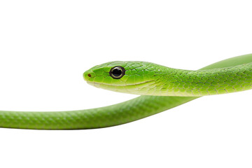 Close-up of a green snake with textured scales on a white background, cut out